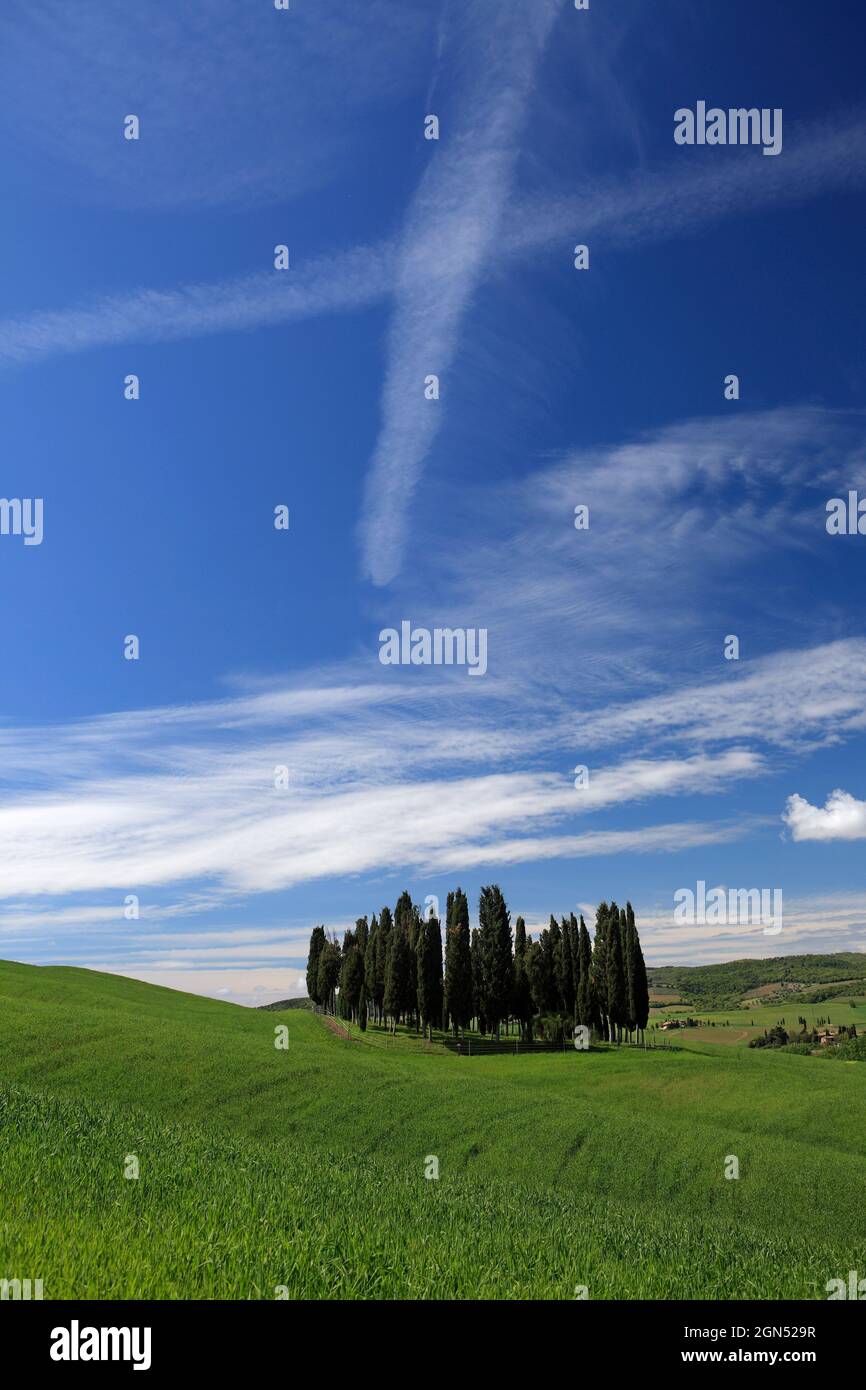 A grove of cypress trees on green hills, near San Quirico d`Orcia, Val d'Orcia, Tuscany, Italy Stock Photo